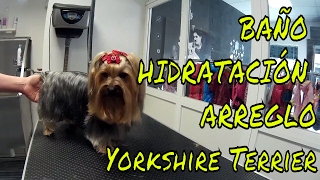 BAÑAR Y ARREGLAR A YORKSHIRE TERRIER BATH YORKSHIRE TERRIER [upl. by Arriat]