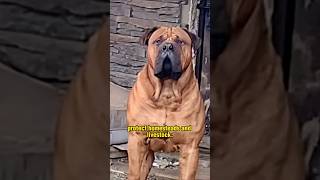 Boerboel  Power Dog from South Africa [upl. by Leahsim]