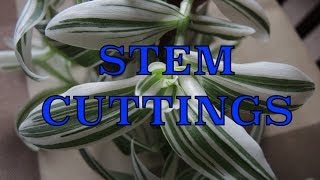 Taking Stem Cuttings  Propagating Tradescantia [upl. by Anuahc]