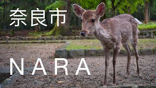 One Day in Nara Japanese city of deers [upl. by Orthman]