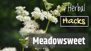 Meadowsweet the Plant That Gave Us Aspirin [upl. by Leinnad]