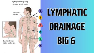 HOW TO Lymphatic Drainage  THE BIG 6 [upl. by Anilem]