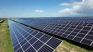 Energía solar fotovoltaica y ovejas El crecimiento del pasto en el parque fotovoltaico [upl. by Ahseenat]