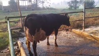 Second generation Gir Girlando 🐮Cow comment ka video [upl. by O'Connor]