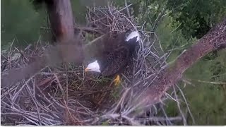 Captiva Eagles  Clive Rides Out Hurricane Milton On His Nest Cams Now Offline 10924 [upl. by Vaenfila]