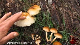 Agrocybe aegerita Poplar mushroom Australia [upl. by Conners537]