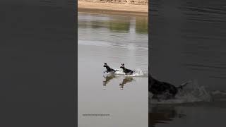 Wild dogs crossing the Luangwa River [upl. by Kenon]