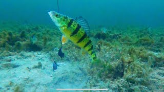 Lake Simcoe ice conditions and underwater video Feb 52024 Snake island [upl. by Creighton]