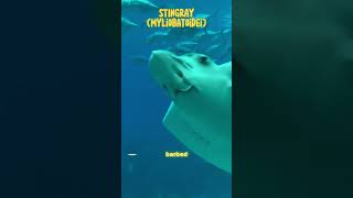 STINGRAY animalshorts animals sea [upl. by Zellner]