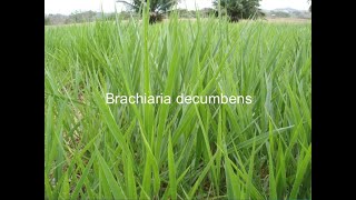 ESTABLECIMIENTO DE PASTURAS BRACHIARIA DECUMBENSPASTO PELUDOJOSÉ NOLASCO SECCION G [upl. by Fatimah605]