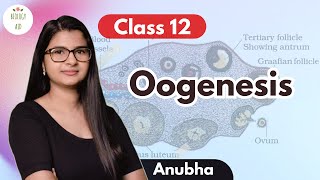 Class 12 Oogenesis under 4 mins [upl. by Aciram305]