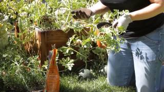 How to Grow Watermelon in the Backyard  Garden Space [upl. by Asilehs]