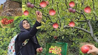 ضيعة ضايعة 🤩 موسم قطاف التفاح و السماق و الجوز 🍎 [upl. by Aihsi366]