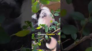 Verreauxs Sifaka The Dancing Lemurs of Madagascar🌿 lemur naturelovers shorts animals [upl. by Ymmor]