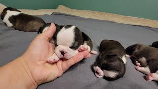 Our Boston Terrier Nora had 8 puppies [upl. by Ahseined433]