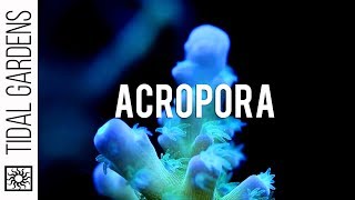 A closer look at Acropora SPS corals [upl. by Atilrac913]