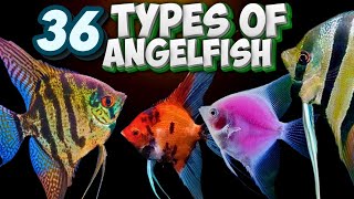 36 Different Types of Angelfish You Should Know About Pterophyllum [upl. by Nahsrad551]