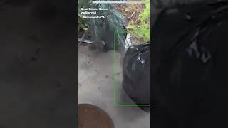 Porch pirate disguised as trash bag steals package from home doorstep [upl. by Kial]