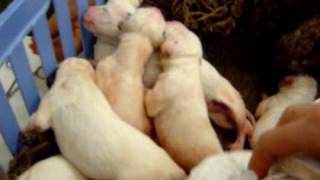 Newborn Dalmatian Puppies [upl. by Alyahsat269]