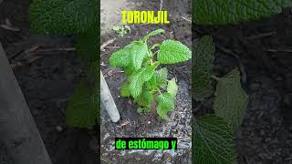 Descubre los beneficios del toronjil melisa para tu salud Propiedades y usos medicinales short [upl. by Graeme786]