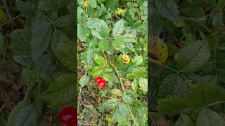 Foraging for rosehips to make rosehip soup nature plants foraging 🍲 [upl. by Sigler964]