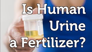 Can Human Urine be used as a Fertilizer in your Organic Garden [upl. by Alvar]