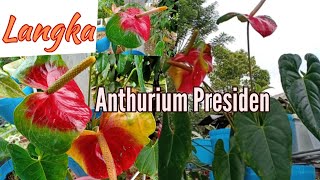 Tanaman hias Langka Anthurium Presiden [upl. by Dloreh]