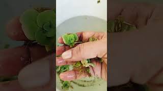 ❤️nature Cleaning my Waterplants tub Root system in Pistias Plant lovers Viral shot Pls Sub [upl. by Nabatse]