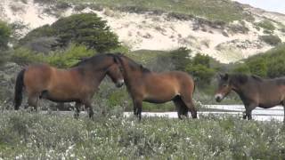 Egmond aan Zee [upl. by Anifares]