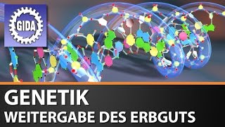 Trailer  Molekulare Genetik  Weitergabe des Erbguts  Biologie  Schulfilm [upl. by Reedy]