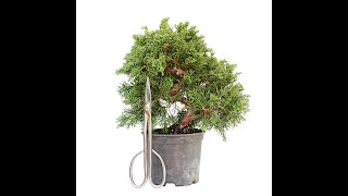 BONSAI DE JUNIPERUS CHINENSIS KISHU 14711 [upl. by Zipporah994]