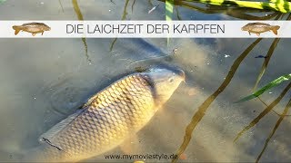 DIE LAICHZEIT DER KARPFEN [upl. by Peterman785]