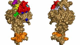 Difference Between Monoclonal Antibodies and Polyclonal Antibodies [upl. by Nosak]