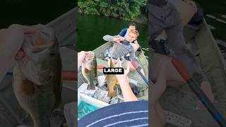 INSANE TROUT AND BASS TRIPLE UP browntrout largemouthbass bassfishing fishing fish trout fun [upl. by Aernda604]