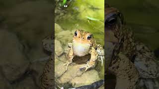 American Toad Screaming at Me [upl. by Nichol]