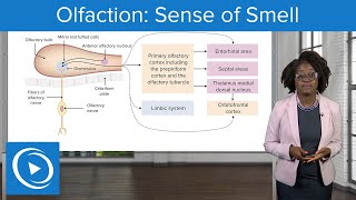 Olfaction Sense of Smell – Physiology  Lecturio Nursing [upl. by Anifled]