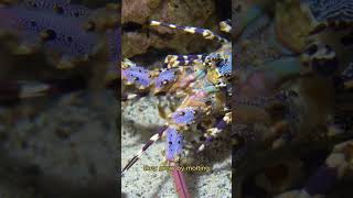 Lobster Behavior and Growth Explained [upl. by Bainbridge]