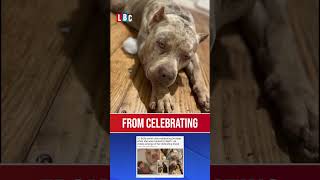 Woman killed by her own XL Bully dog  LBC [upl. by Lane]