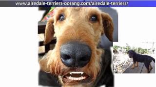 Mountain Airedale Terrier talking [upl. by Hedy]