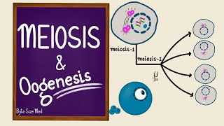 Meiosis  Oogenesis  Gametogenesis  Human Embryology  Reproductive Physiology [upl. by Melesa]