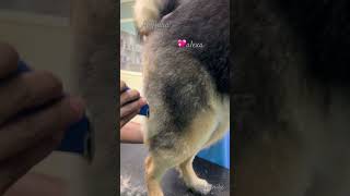 alexagsdpetsyoutubeshortstrendingshortstrendinggroomingoldsongytytshortsindiaanimalsdog [upl. by Anaitsirc]