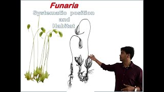 Funaria Systematic position and Habitat [upl. by Chu]