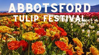 Abbotsford Tulip Festival 2024 [upl. by Haraj]