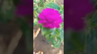 🦋🦋  Gomphrena flower plant youtubeshortsvideo butterflylove reels plants 🌍🌎🌏 [upl. by Wayland]