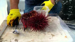 3 Ways to Crack an Urchin [upl. by Eisiam454]