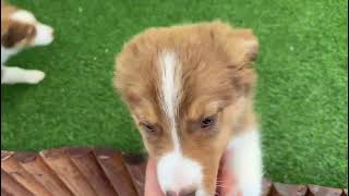 🐶 Australische herdershond 🐶 reu 🐶 PUP ID 006099610 🐶 [upl. by Patti]