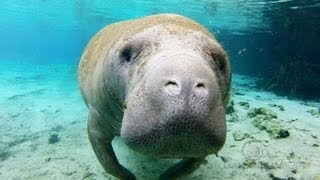 Crystal Manatees  Florida Manatee Wildlife [upl. by Octavie90]