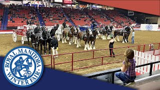 Royal Manitoba Winter Fair  2023  Brandon MB [upl. by Ardnic]