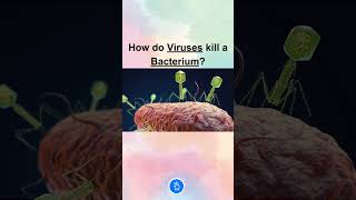 How do Viruses kill a Bacterium MCQ neet neetbiology [upl. by Meeharbi]