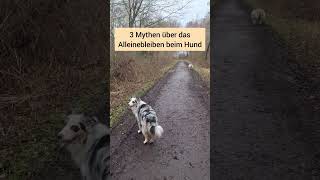 3 Mythen über das Alleinebleiben beim Hund  Das hilft nicht beim Alleinelassen deines Hundes [upl. by Moyra]